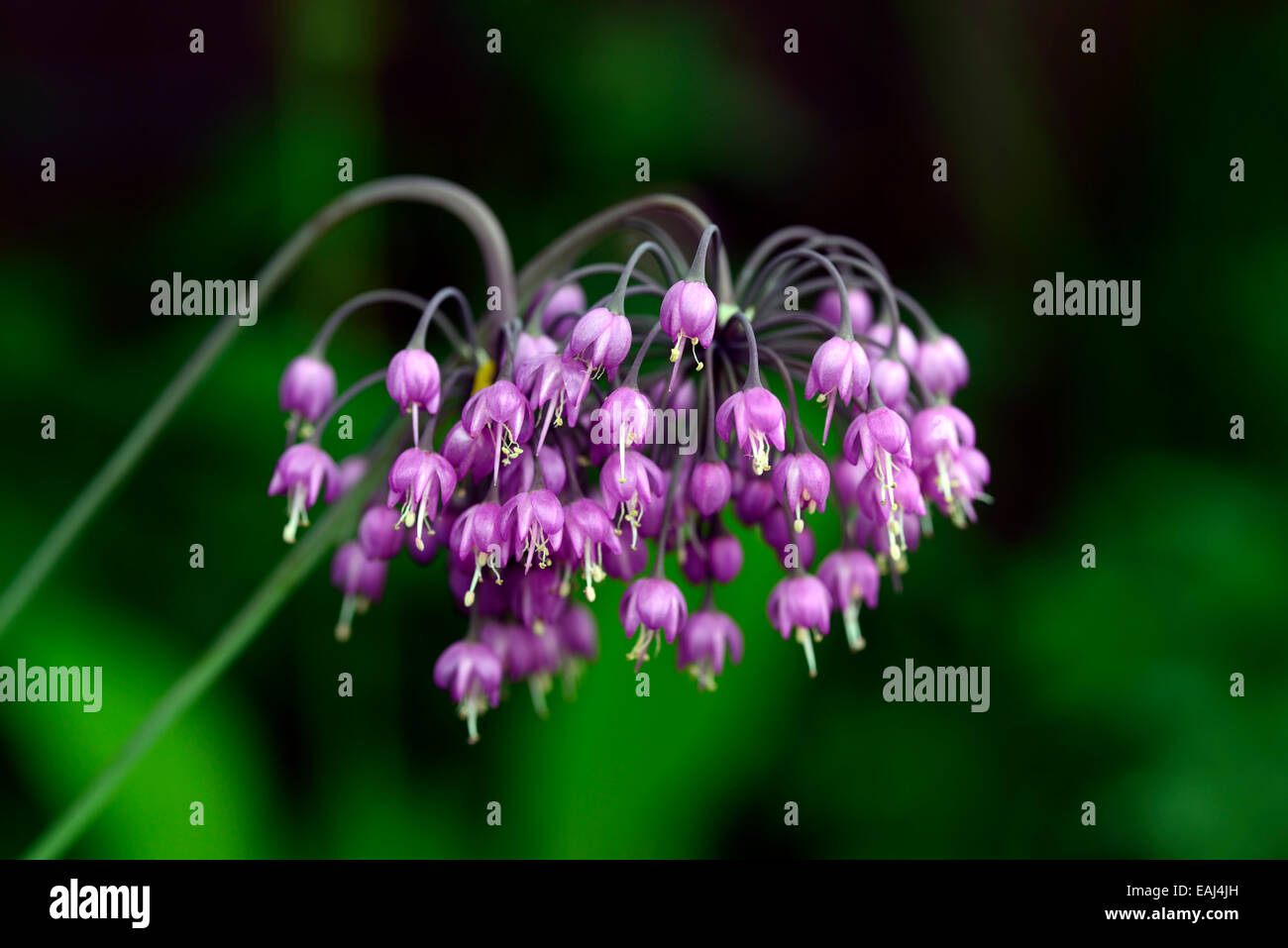 L'Allium cernuum fleur pourpre floraison fleurs oignons signe lady's leek bulbes oignon sauvage Wild Rose Floral RM Banque D'Images