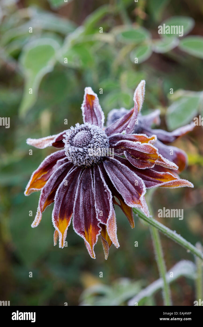 Rudbeckia 'orange' couvert dans un gel Banque D'Images