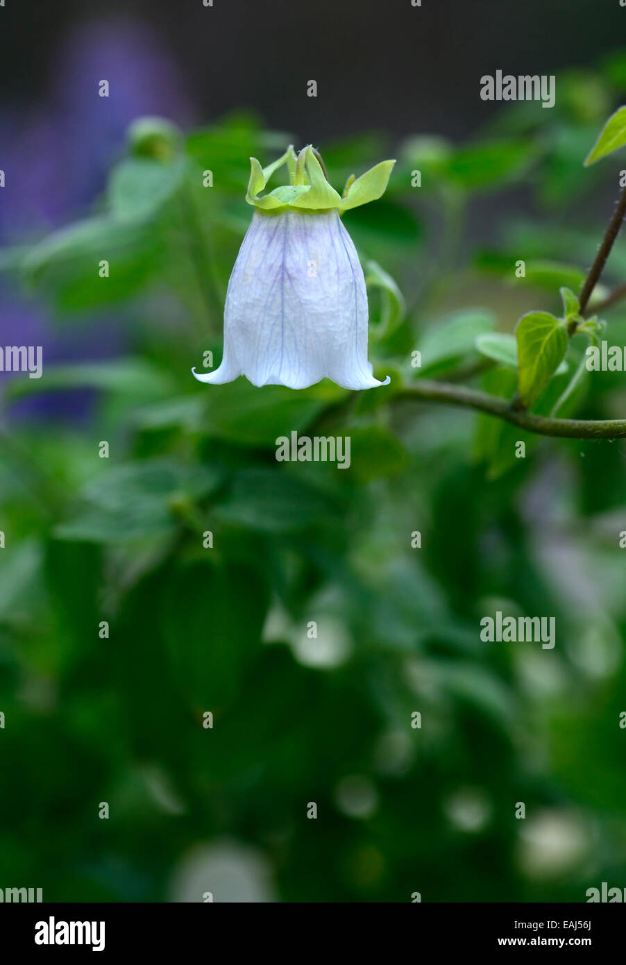 Dicentrifolia Codonopsis bonnet bellflower asiatique en forme de cloche blanche fleur fleur floral RM médecine traditionnelle chinoise Banque D'Images