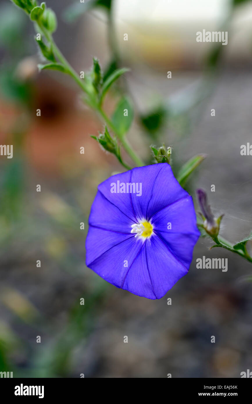 Convolvulus sabatius matin gloire au sol une seule fleur bleu Floral RM Banque D'Images