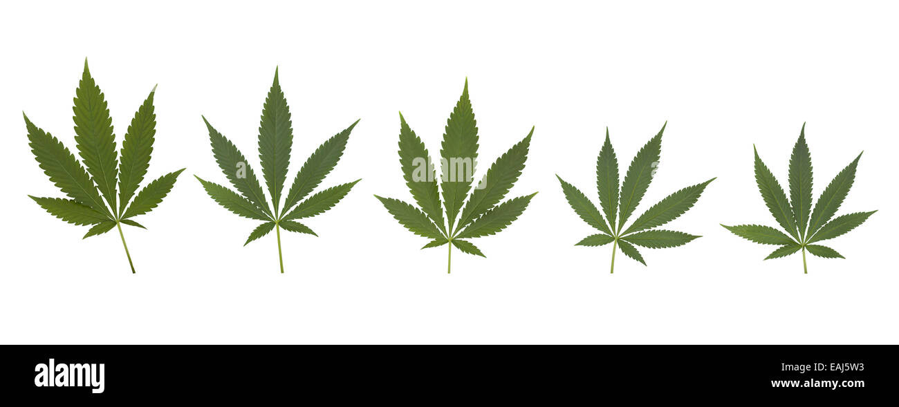 Ensemble de feuilles de cannabis set Banque D'Images