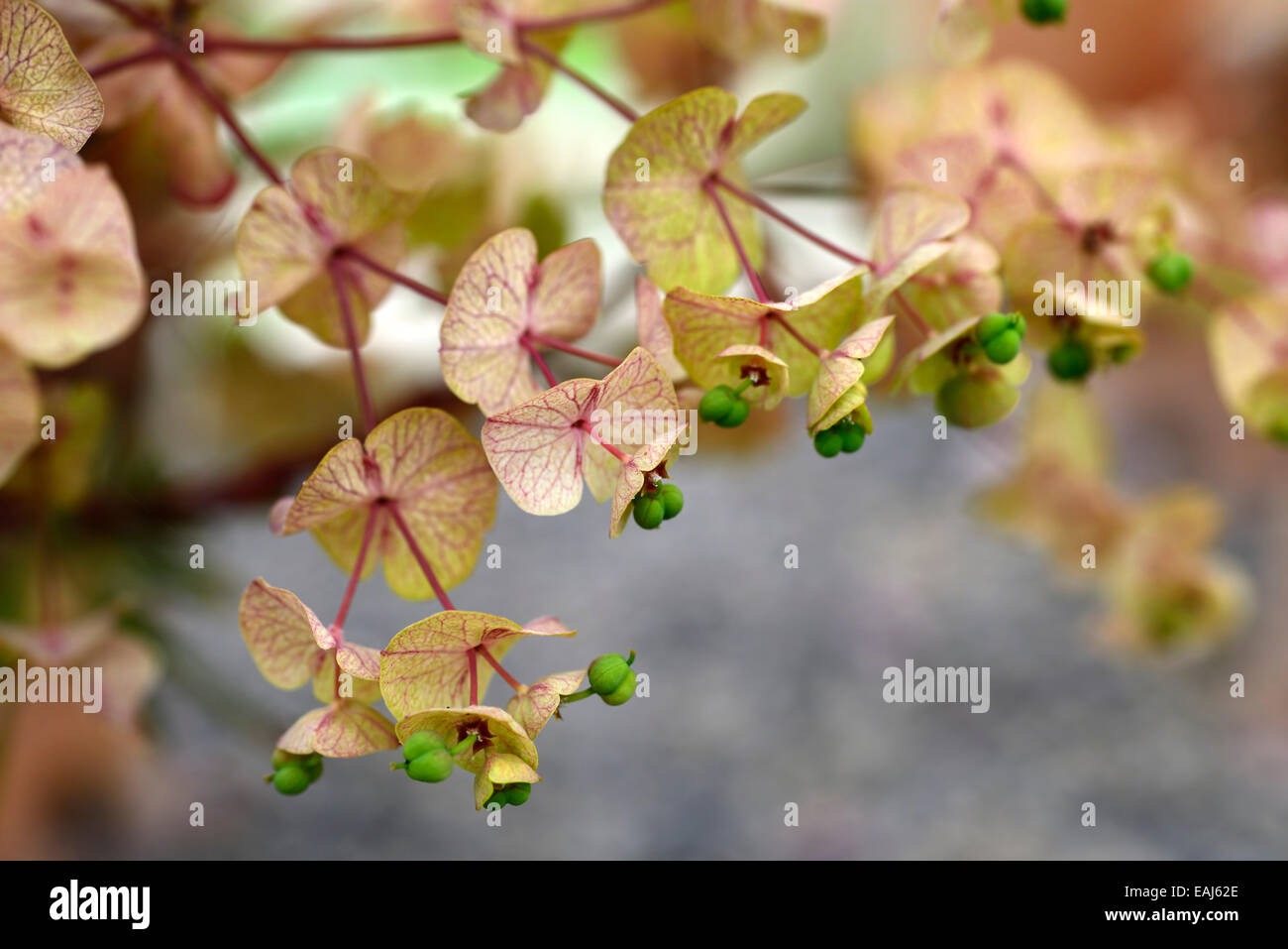 Euphorbia amygdaloides purpurea graines de semences florales RM euphorbes euphorbes gousses Banque D'Images