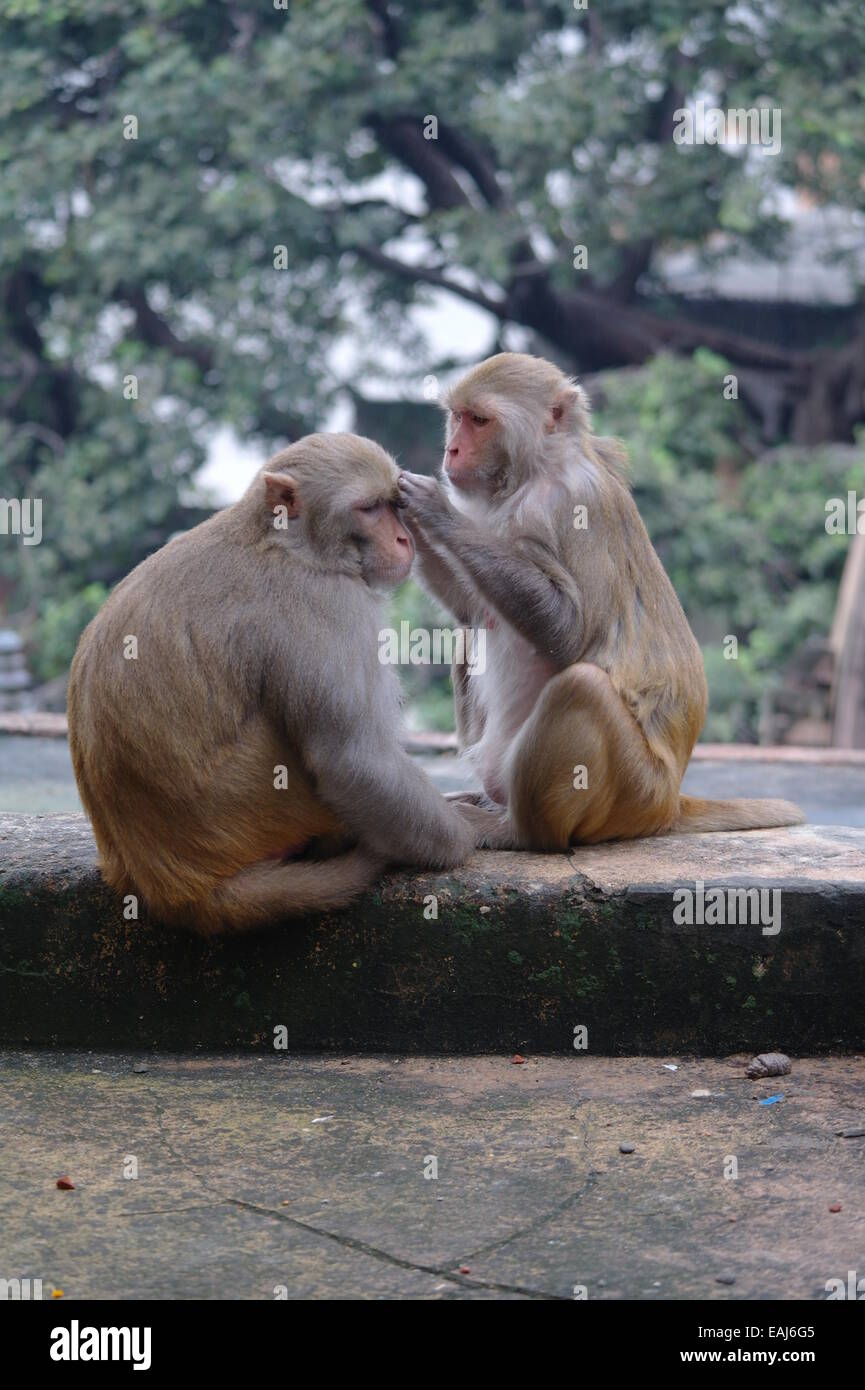 Les singes près de Munshi Ghat, Varanasi Banque D'Images