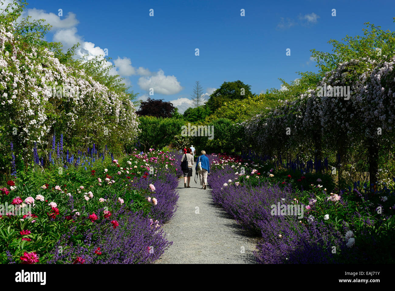 Frontière herbacées paeonia pivoine double nepeta delphinium rosa rambler blanc paul himalayan musk mont chemin congreve gardens Banque D'Images