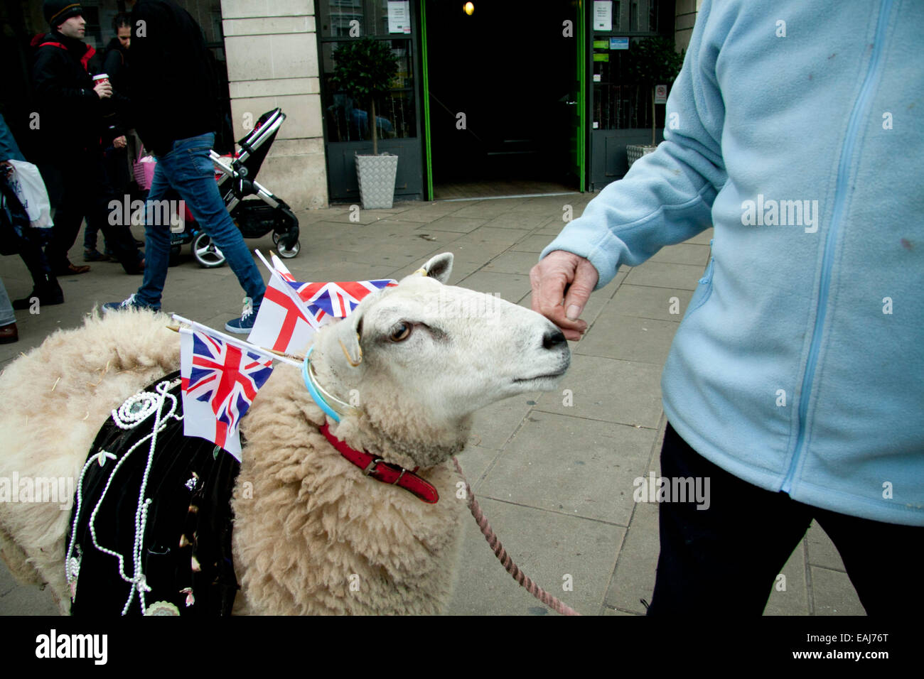 Londres, Royaume-Uni. Le 16 novembre, 2014. Un mouton mascotte nommée Amy portant des drapeaux nationaux pour recueillir des fonds pour la Royal Marsden Cancer Crédit : amer ghazzal/Alamy Live News Banque D'Images