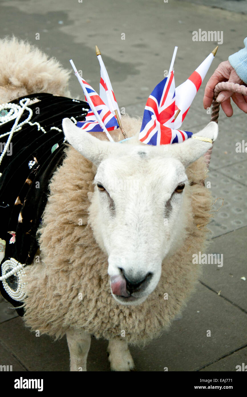 Londres, Royaume-Uni. Le 16 novembre, 2014. Un mouton mascotte nommée Amy portant des drapeaux nationaux pour recueillir des fonds pour la Royal Marsden Cancer Crédit : amer ghazzal/Alamy Live News Banque D'Images