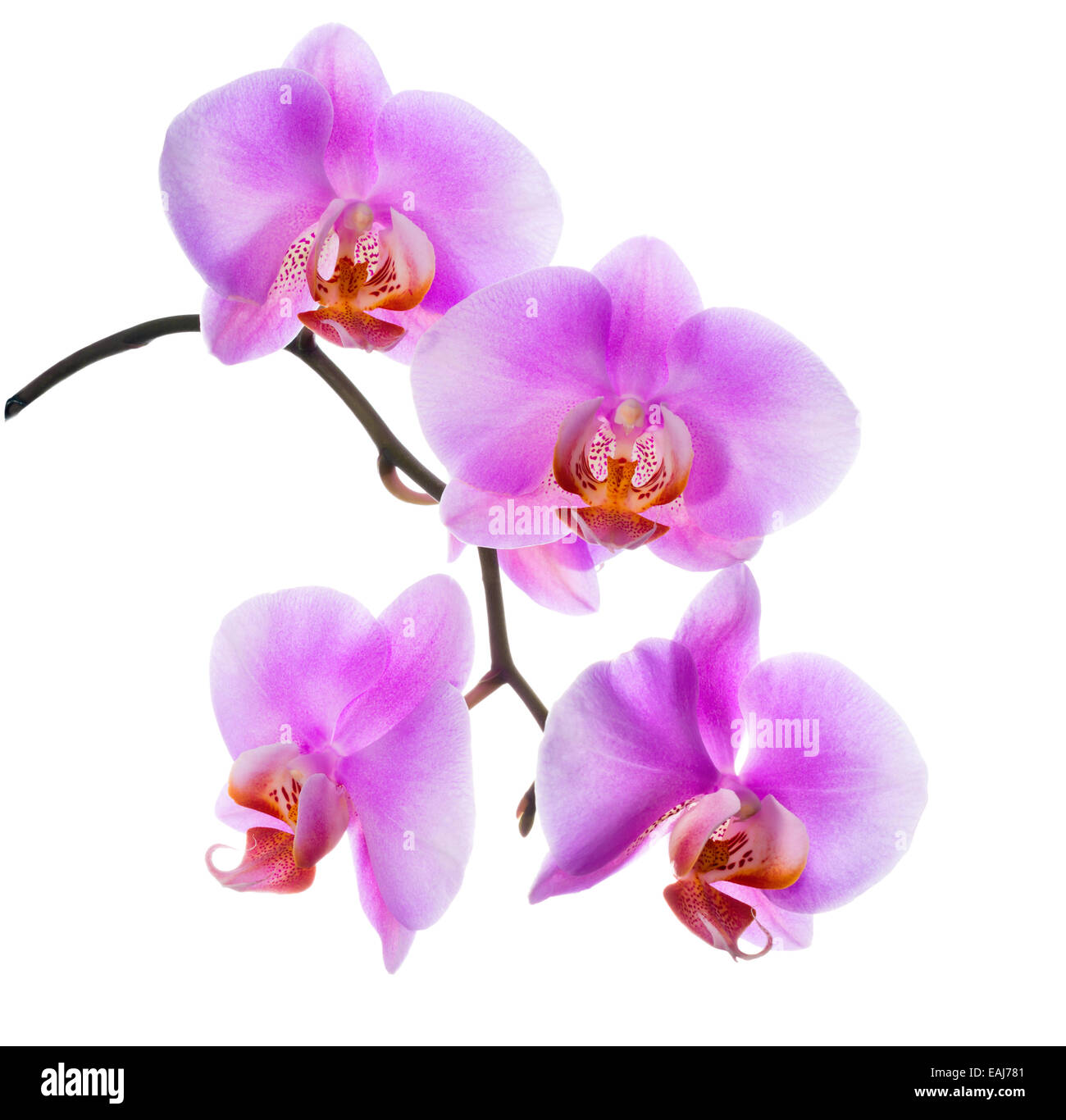 Libre de belle branche de lilas en fleurs orchidée est isolé sur fond blanc Banque D'Images