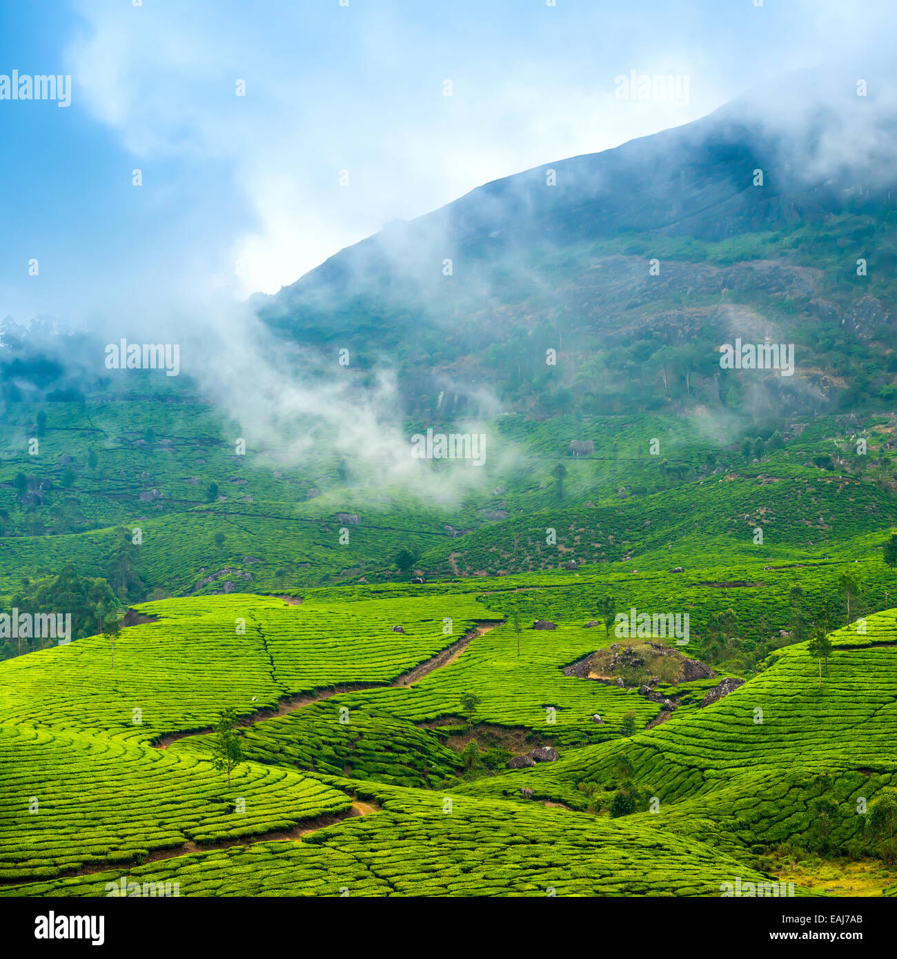 Les plantations de thé vert avec du brouillard tôt le matin, Munnar, Kerala, Inde magnifique arrière-plan de voyage Banque D'Images