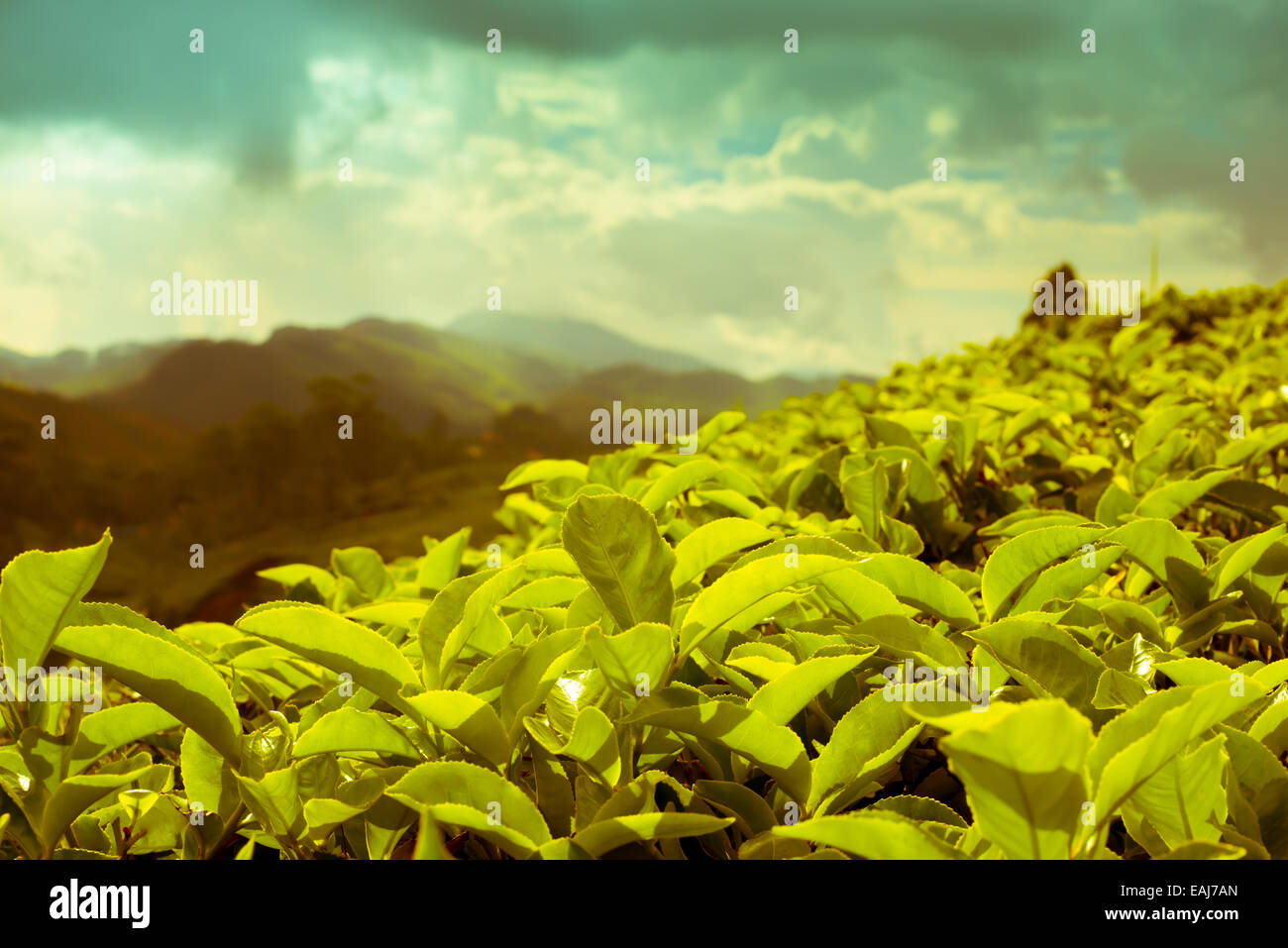 Beau paysage de montagnes et de plantations de thé en Inde, Kerala, Munnar, effet filtre instagram Banque D'Images