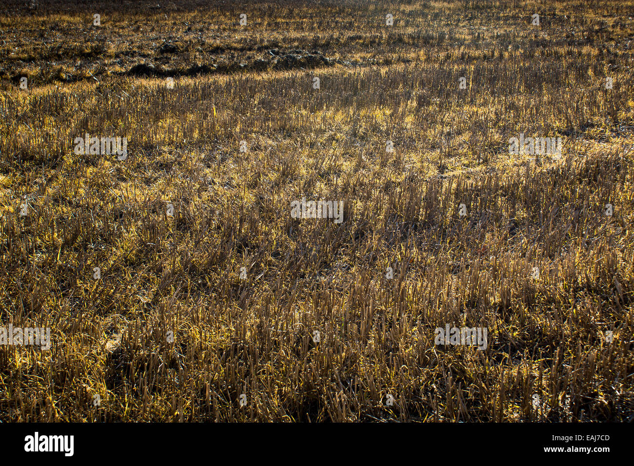 Grainfield coupées contre la lumière Banque D'Images