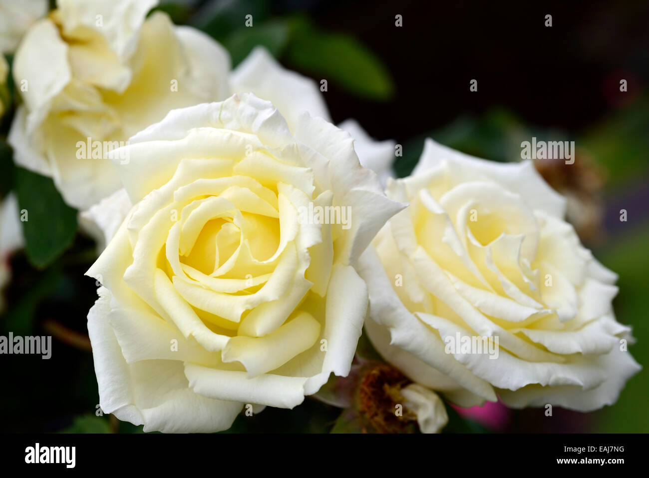 Free Stock Photo Of Botanique Fleur Blanche Flore