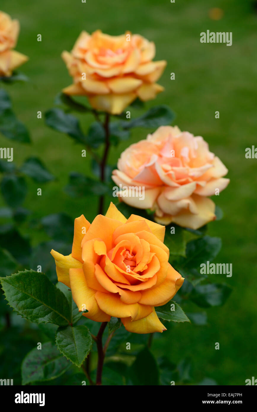 Rosa Tout Simplement Le Meilleur Macamster Fleur Orange