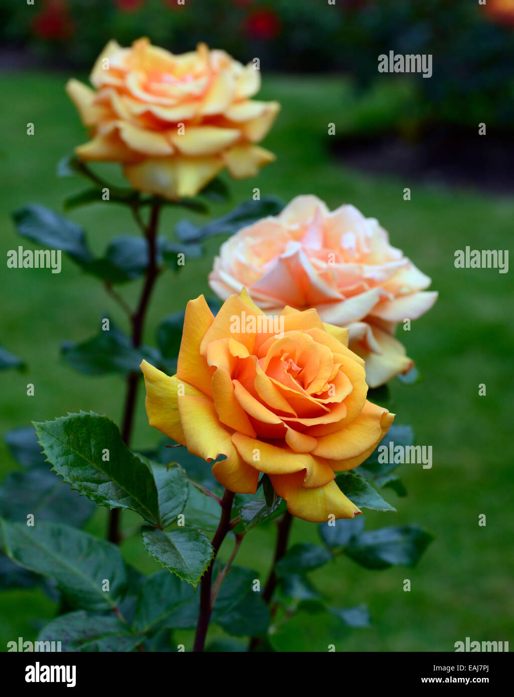 Rosa Tout Simplement Le Meilleur Macamster Fleur Orange