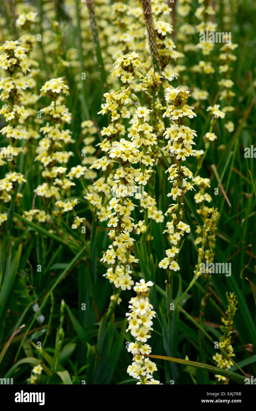 Sisyrinchium striatum yellow eyed grass libre portraits de plantes à fleurs vivaces fleurs pétales crème Floral RM Banque D'Images