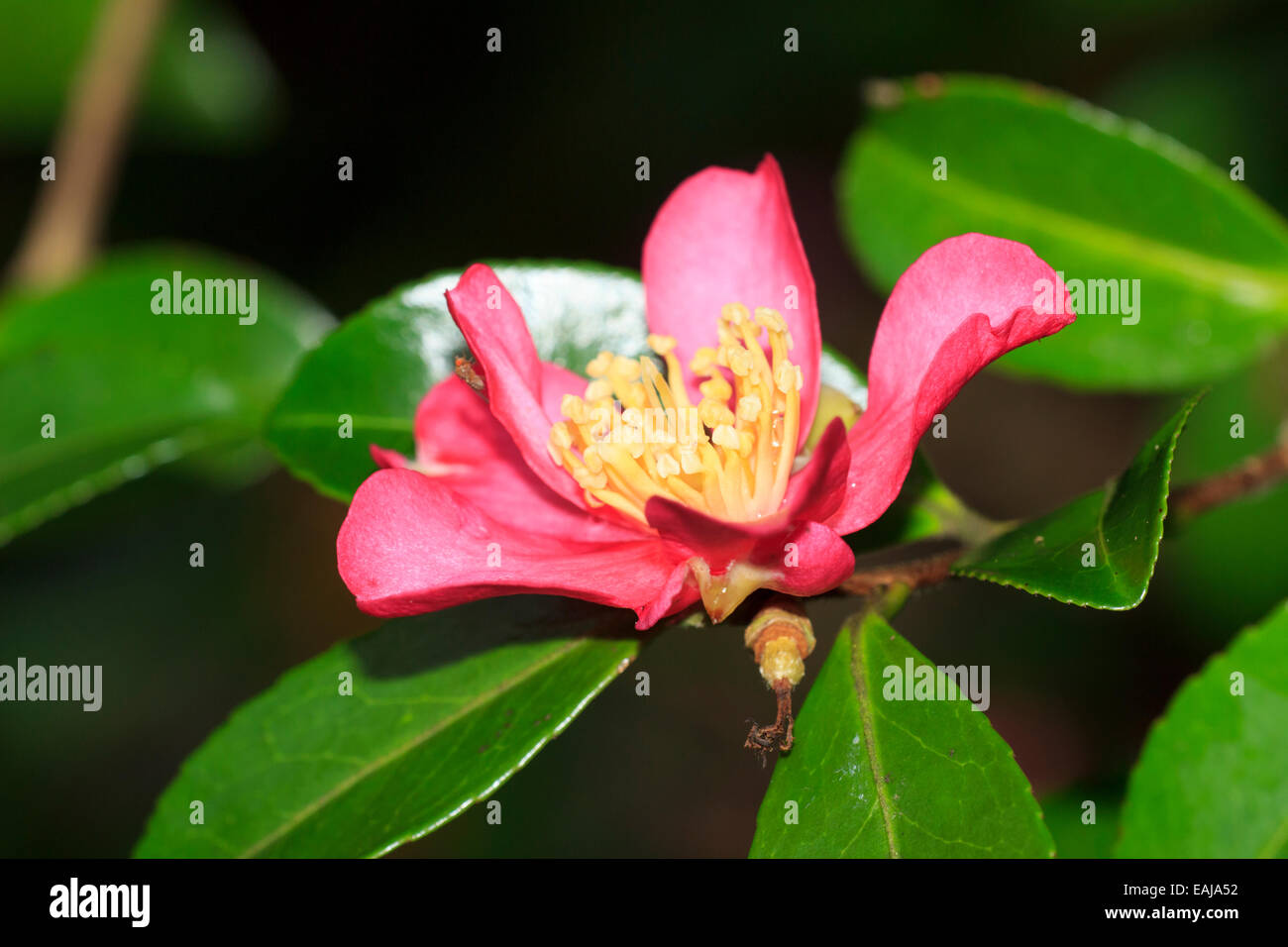 Seul l'automne rouge fleur de Camellia sasanqua 'Crimson King' Banque D'Images