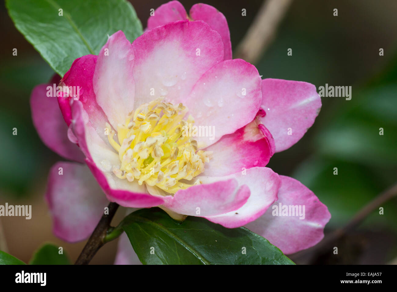 Rose et blanc délicat de fleur d'automne Camellia sasanqua 'Navajo' Banque D'Images