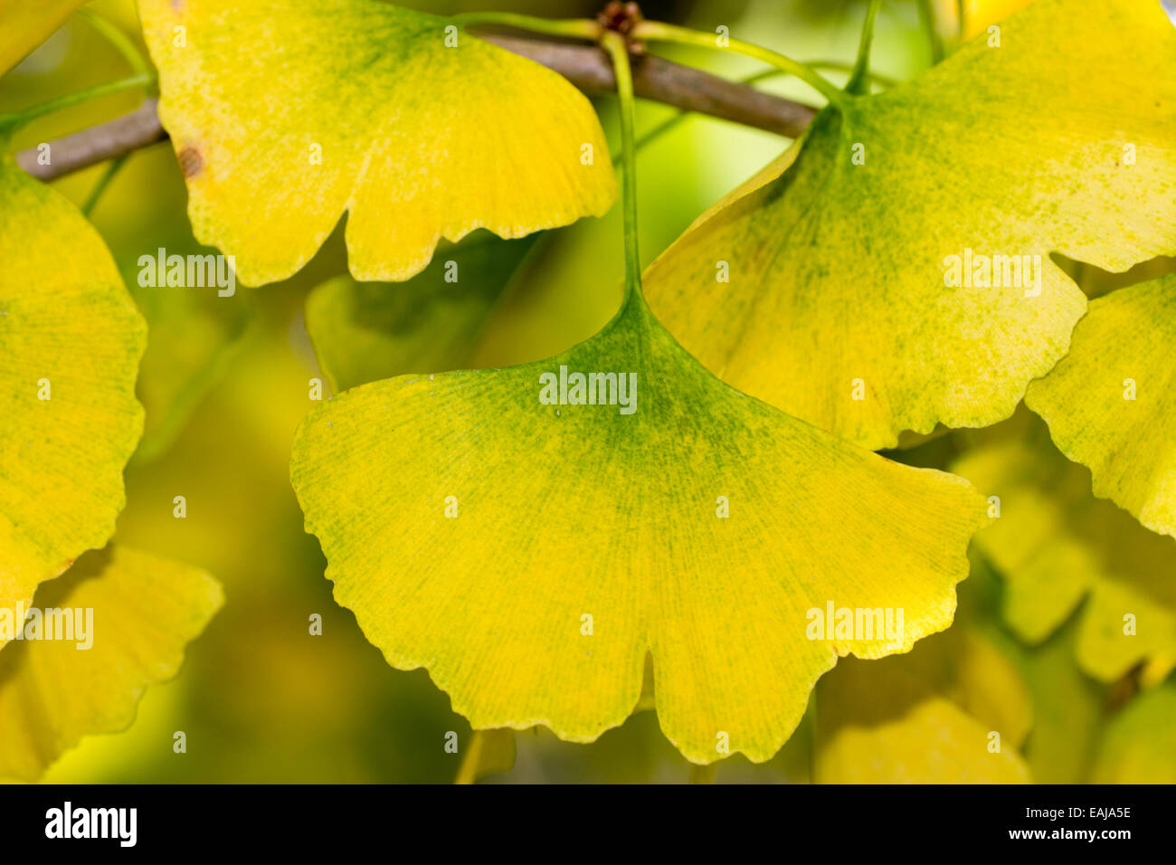 Gros plan du feuillage d'automne jaune du Ginkgo biloba, l'arbre aux 40 écus. Banque D'Images