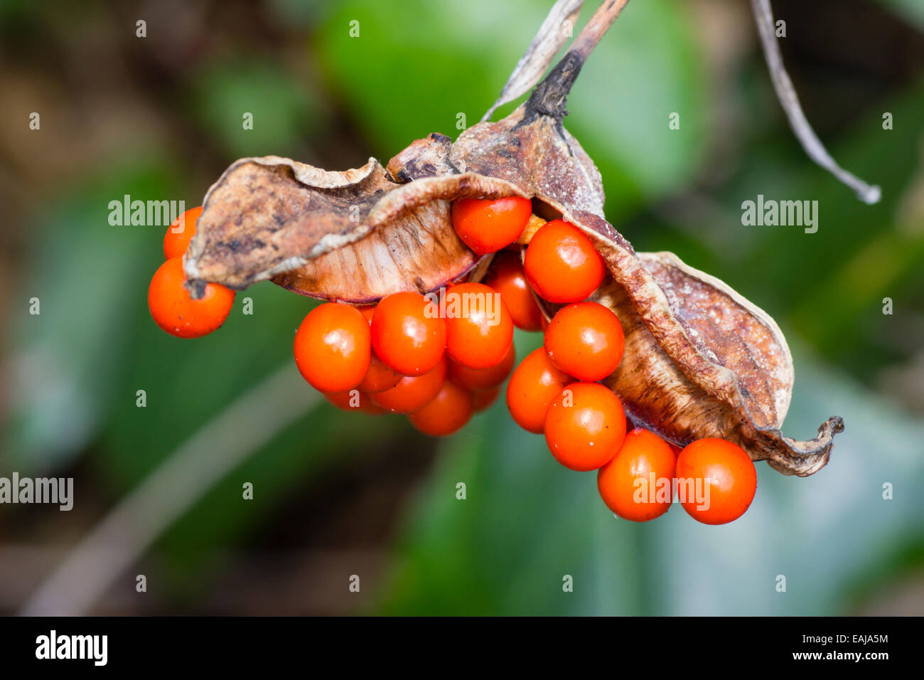 Graines d'automne de l'UK les iris, Iris foetidissima puant Banque D'Images