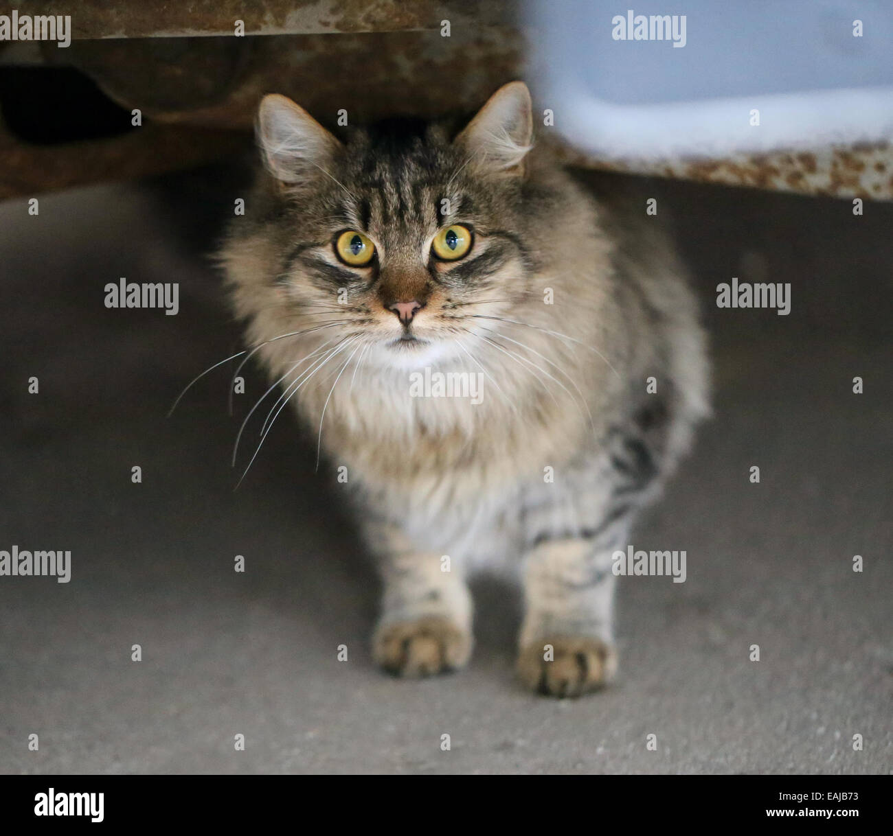 Beau chat gris à la recherche de sous la voiture Banque D'Images