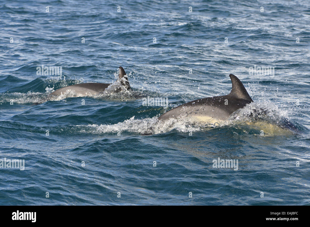 Commun à bec court - Dauphin Delphinus delphis Banque D'Images