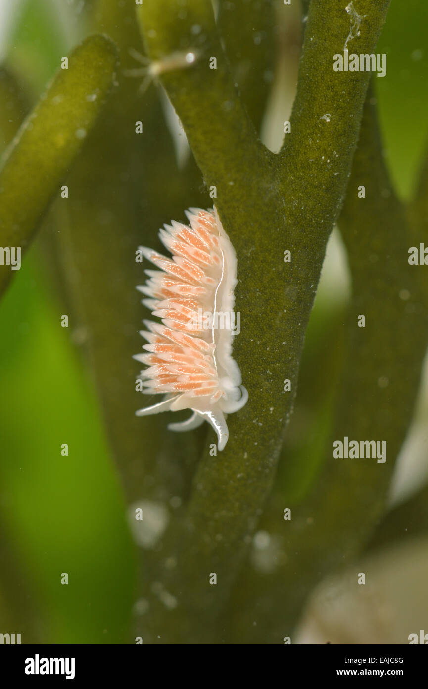 Coryphella lineata - limace de mer Banque D'Images