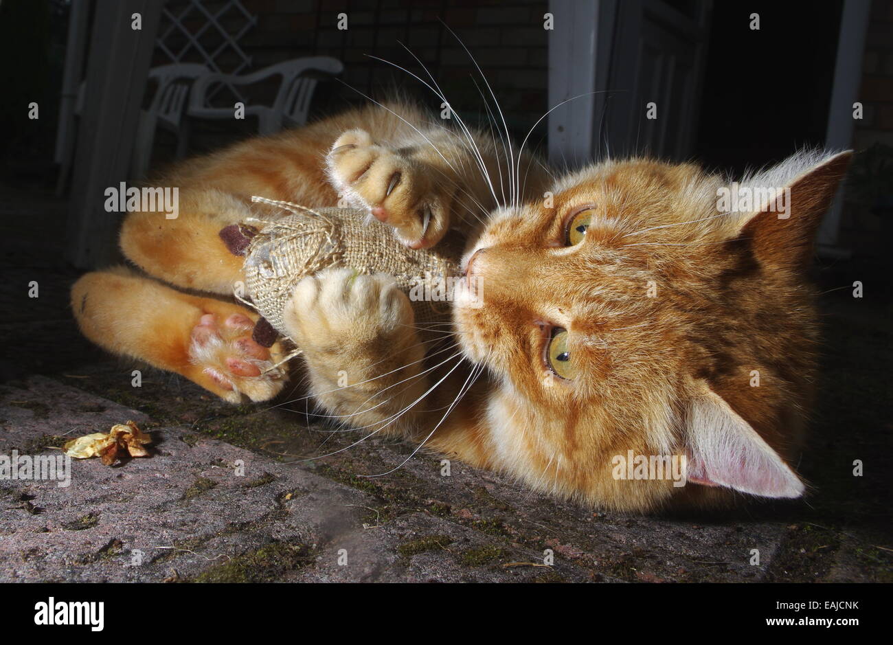 Le gingembre chat jouant avec la souris jouet Banque D'Images
