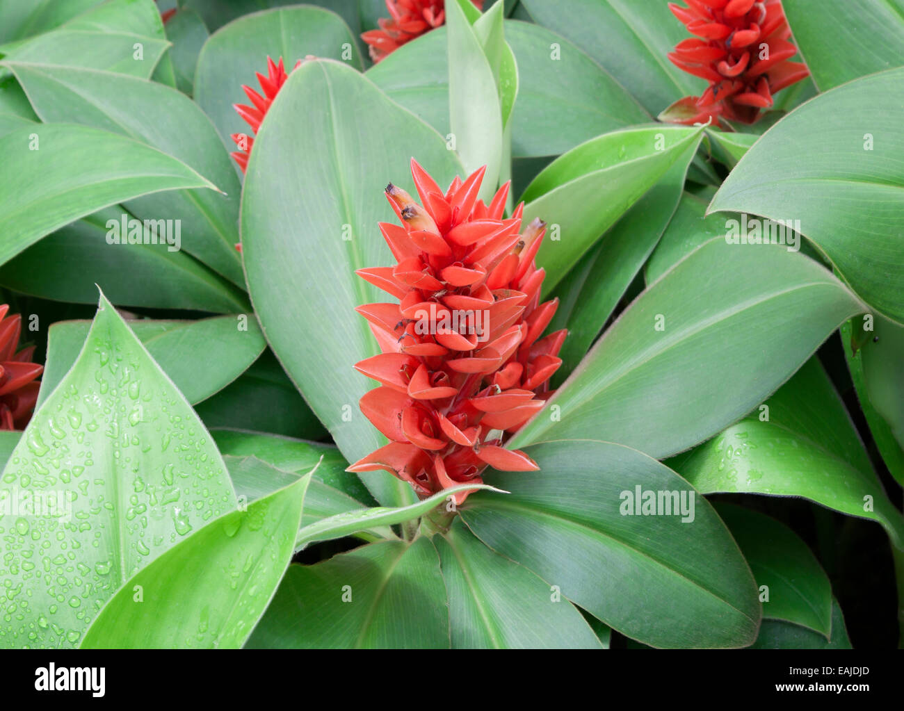 Ginger flower Banque de photographies et d’images à haute résolution ...