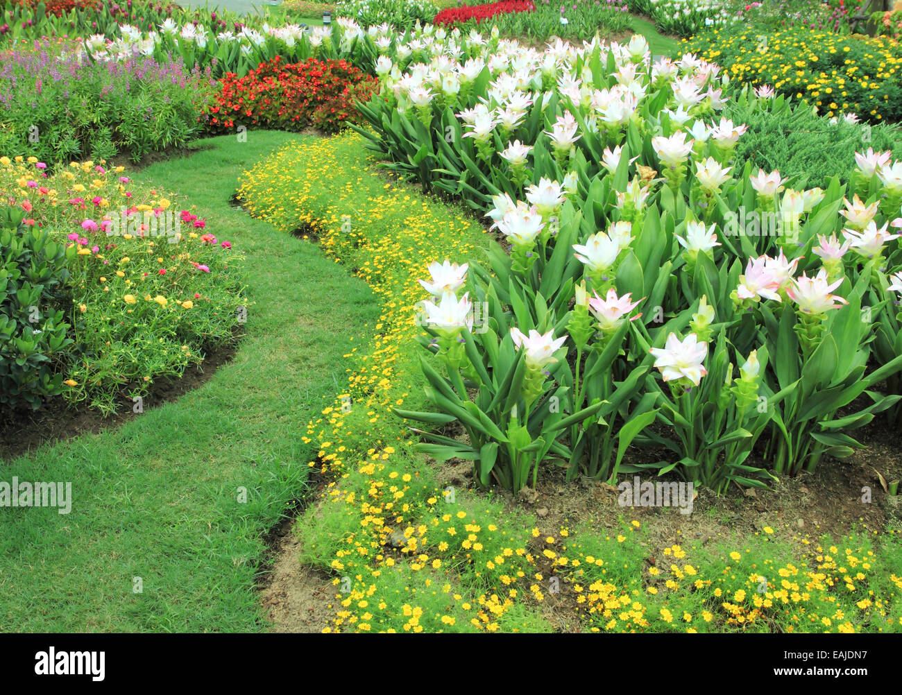 Ce jardin de fleurs naturelles constitue l'arrière-plan Banque D'Images