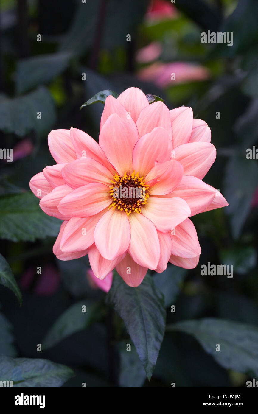 Dahlia 'Classic' Poeme pousse dans un frontière herbacées. Banque D'Images