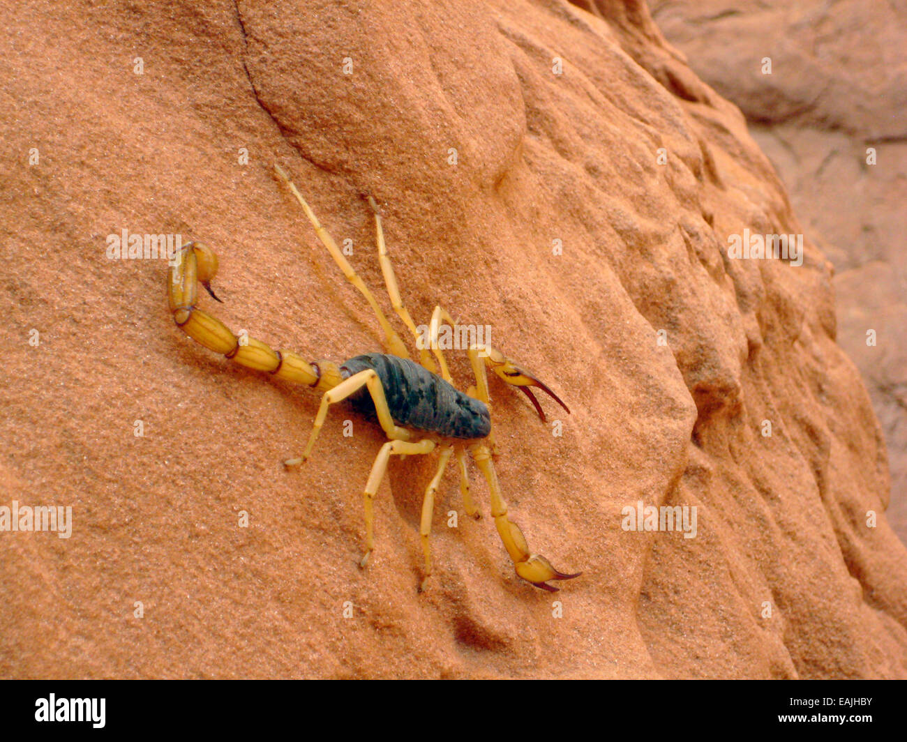 Un désert géant scorpion velu dans Arches National Park près de Moab, Utah. Banque D'Images