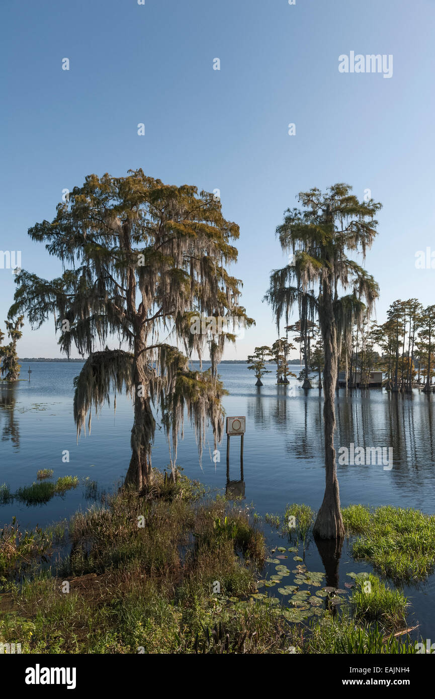 Cypress Cove vu de rivage avec mousse espagnole suspendus dans des arbres sur une journée calme avec un ciel bleu dans le centre de la Floride USA Banque D'Images