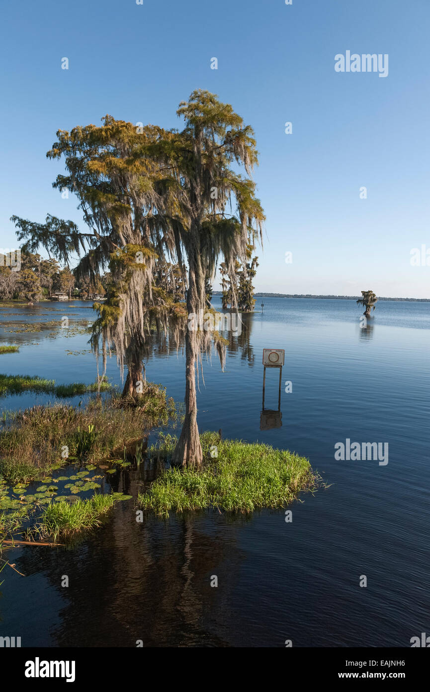 Cypress Cove vu de rivage avec mousse espagnole suspendus dans des arbres sur une journée calme avec un ciel bleu dans le centre de la Floride USA Banque D'Images