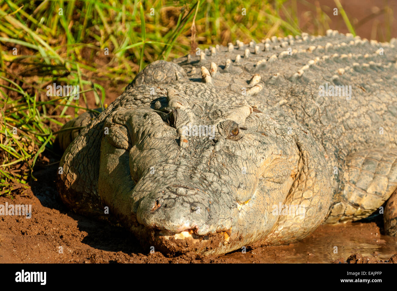 Estuarine Crocodile, Victoria River, Embu, NT, Australie Banque D'Images