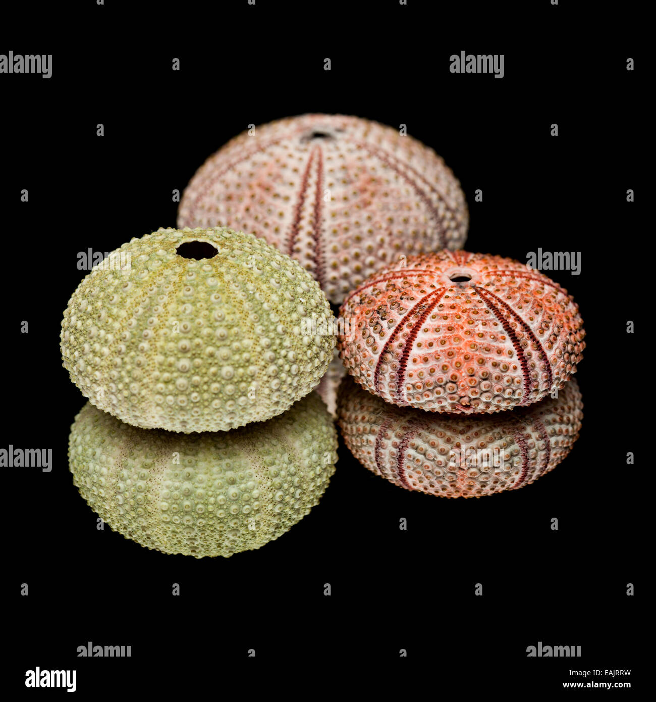 Des squelettes d'oursins sur miroir noir Banque D'Images