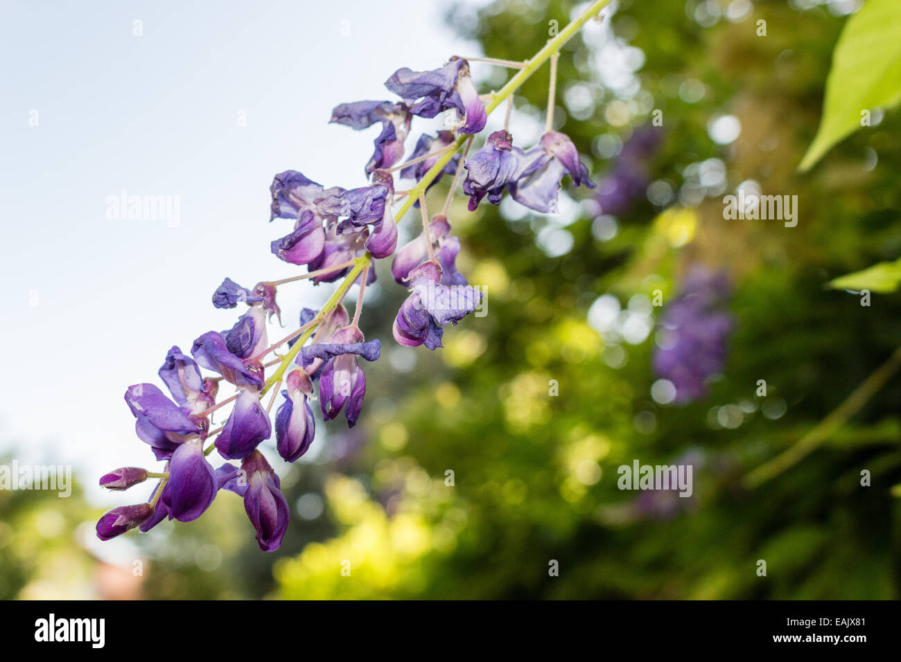 Fleur glycine isolé sur fond vert Banque D'Images