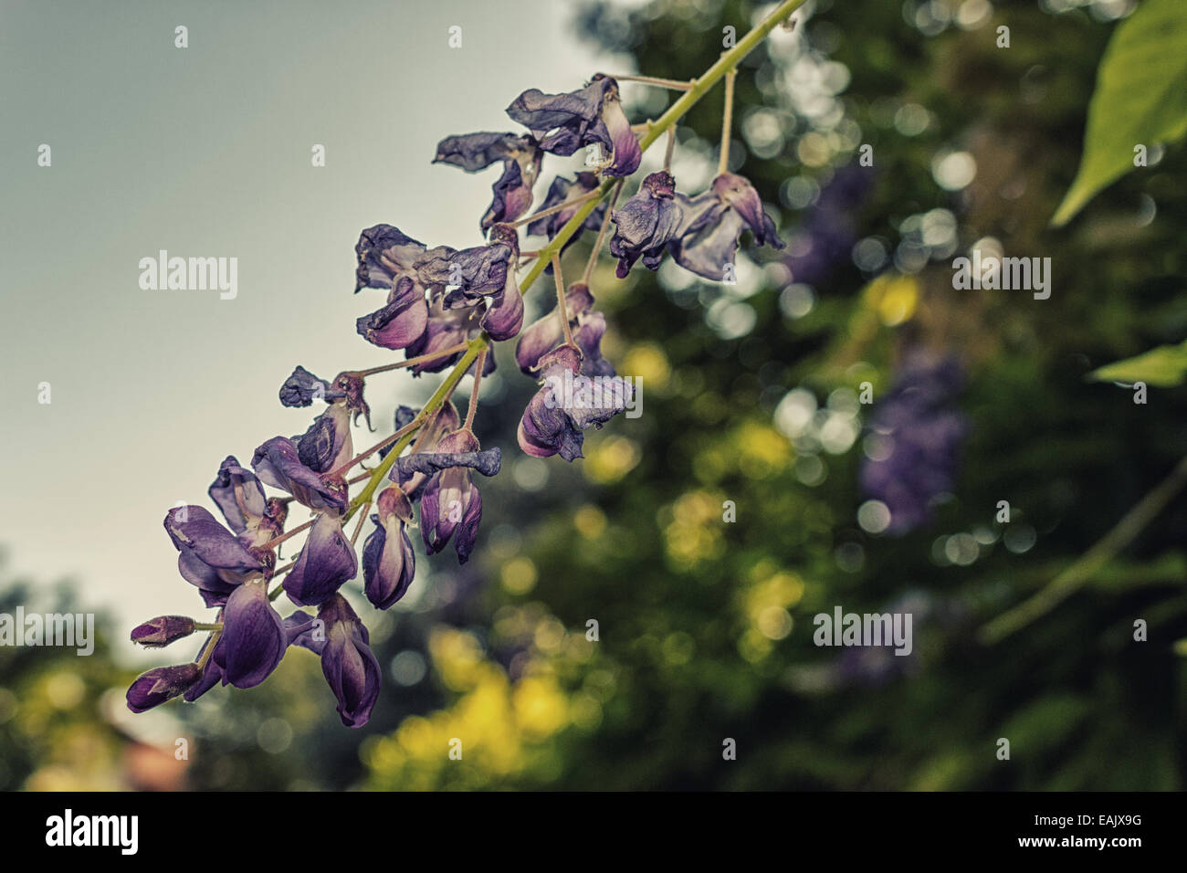 Fleur glycine isolé sur fond vert Banque D'Images
