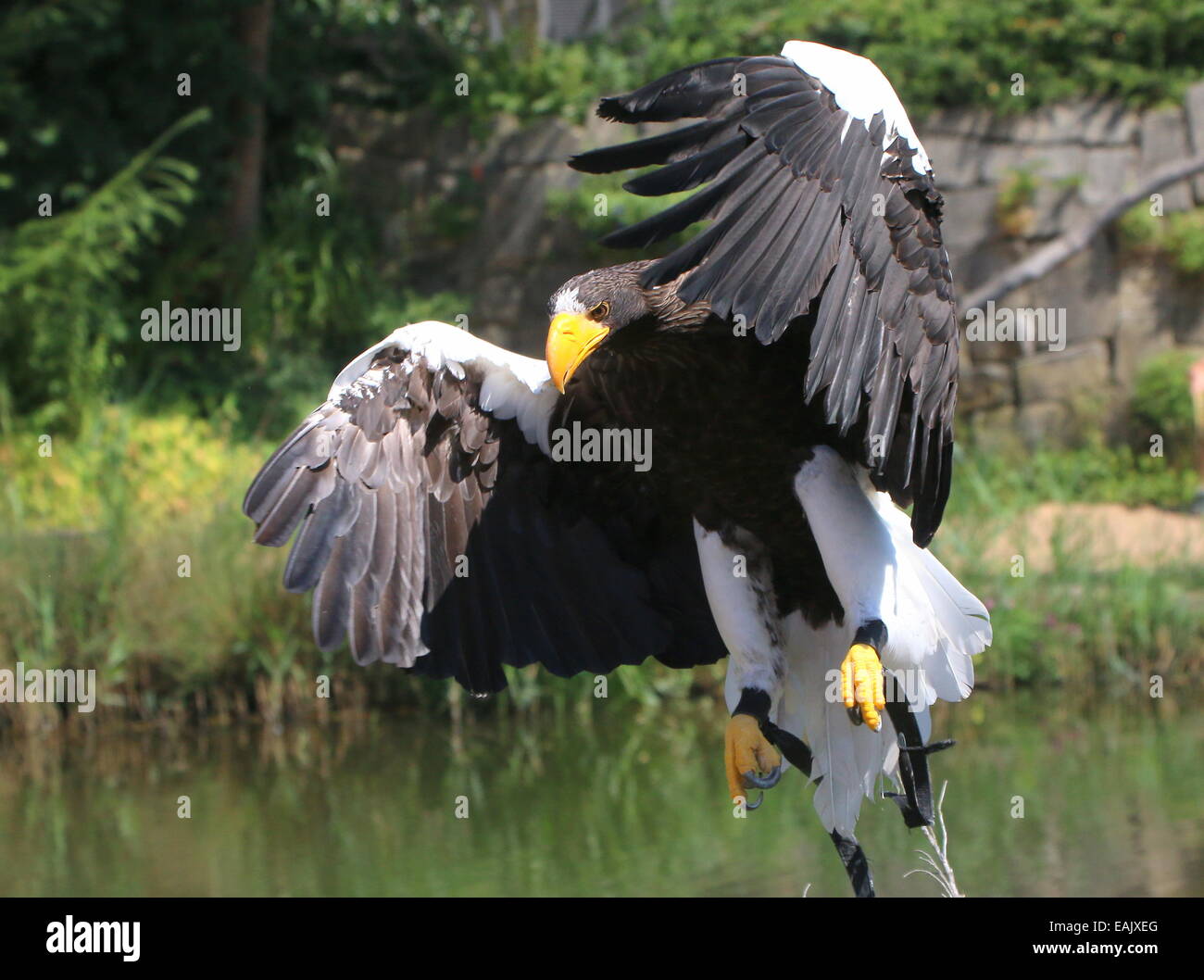 Pacific l'aigle de mer de Steller (Haliaeetus pelagicus) en vol au cours d'une démonstration d'oiseaux de proie Banque D'Images