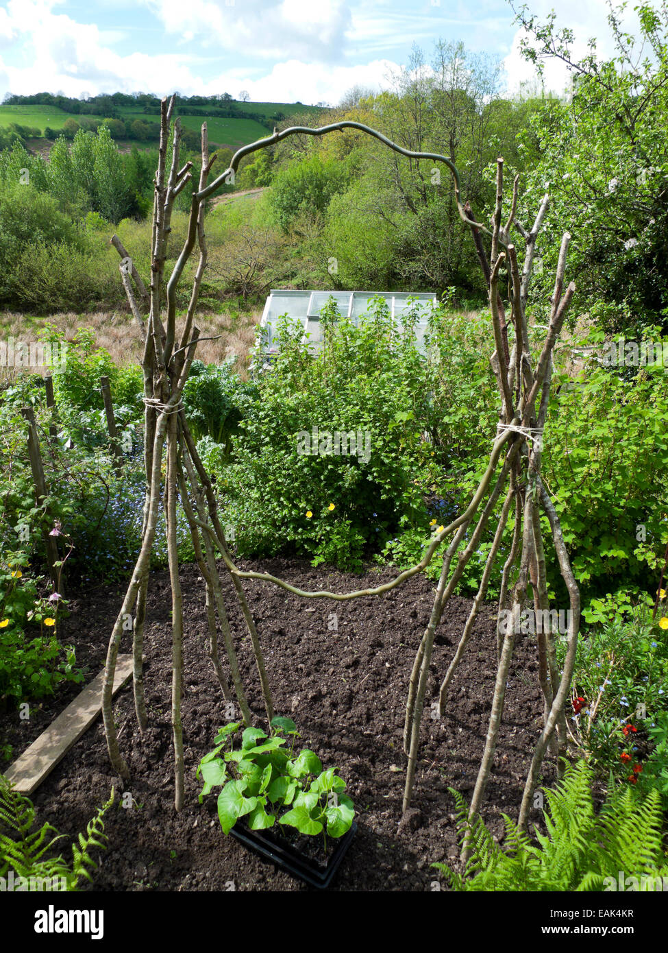 Conception inhabituelle de haricot polonais fabriqués à partir de bois pour soutenir les plantes grimpantes au jardin Carmarthenshire, Pays de Galles UK KATHY DEWITT Banque D'Images