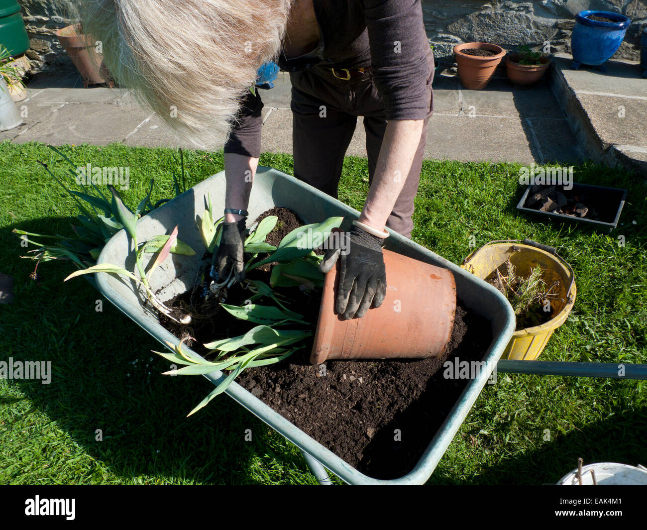 Femme emportant des tulipes sauvages hors de la terre cuite pot ils grandissent dans un brouette à l'automne Carmarthenshire, pays de Galles UK KATHY DEWITT Banque D'Images