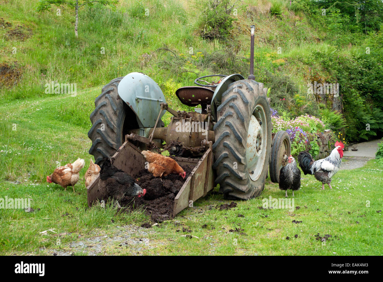 Élevage gratuit de poulets jardin cokérter coq volaille pectorant au fumier En seau d'un tracteur sur une petite exploitation à Carmarthenshire pays de Galles R.-U. KATHY DEWITT Banque D'Images