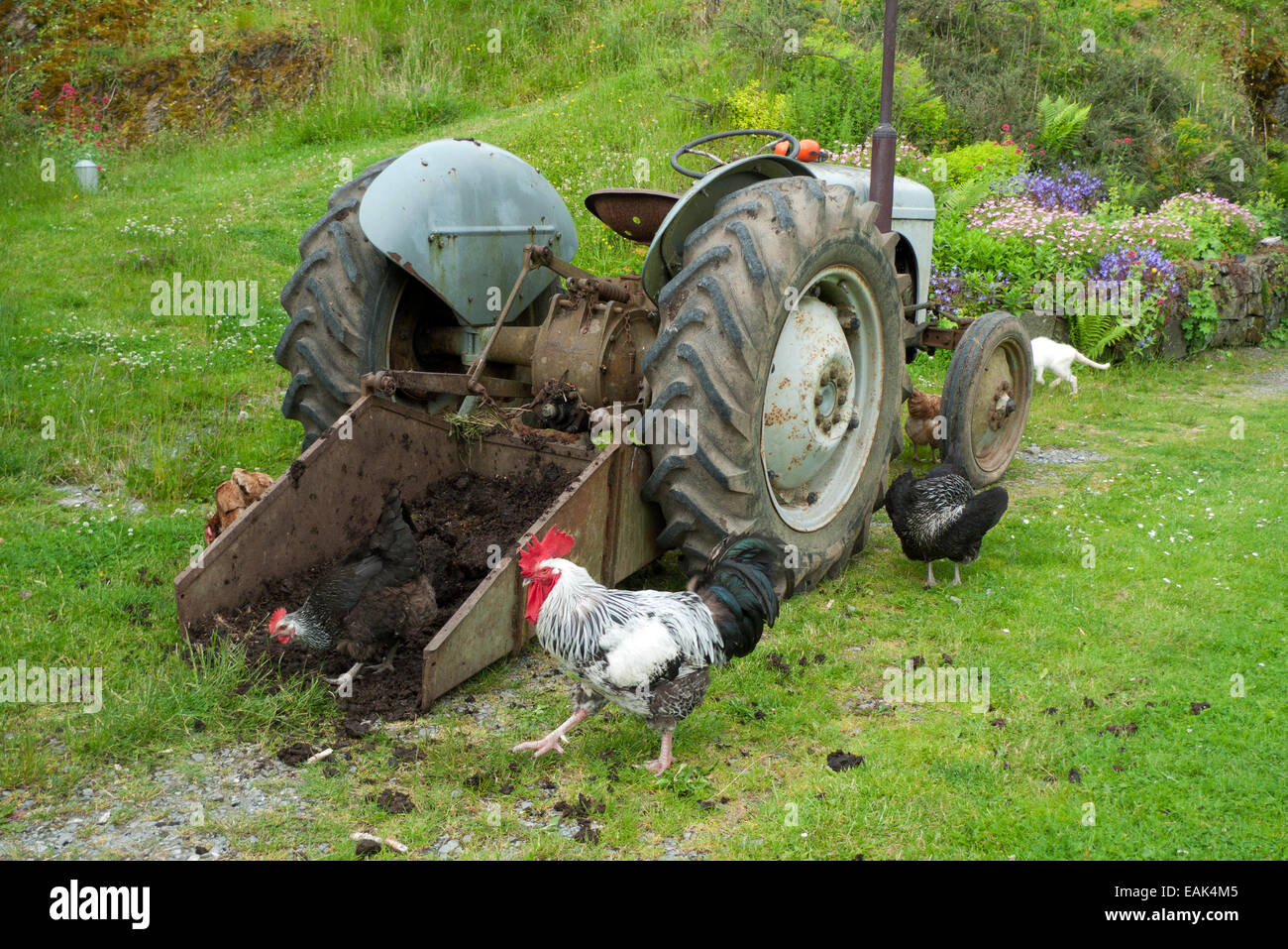 Gamme gratuite de coq de coq de coq de coq et de poulet poules volaille dans le jardin Pecking au fumier dans le godet d'un tracteur au pays de Galles Royaume-Uni KATHY DEWITT Banque D'Images