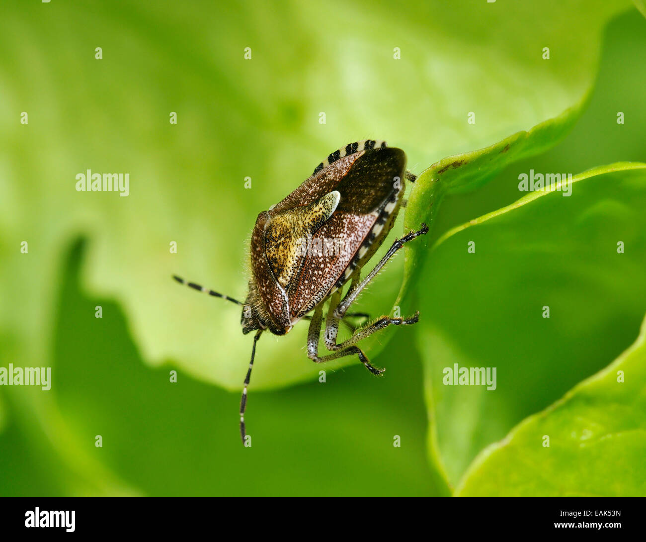 Hairy Shieldbug ou Prunelle - Dolycoris baccarum Bug Banque D'Images