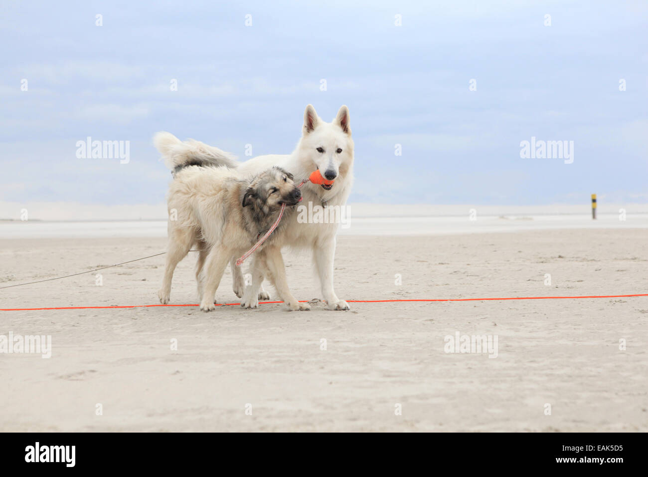 Deux chiens jouant sur la plage de sable avec une balle Banque D'Images
