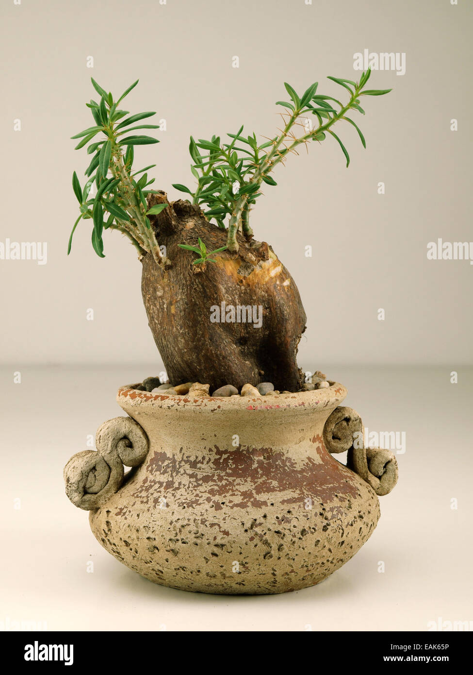 Plante en pot caudiciform Banque D'Images