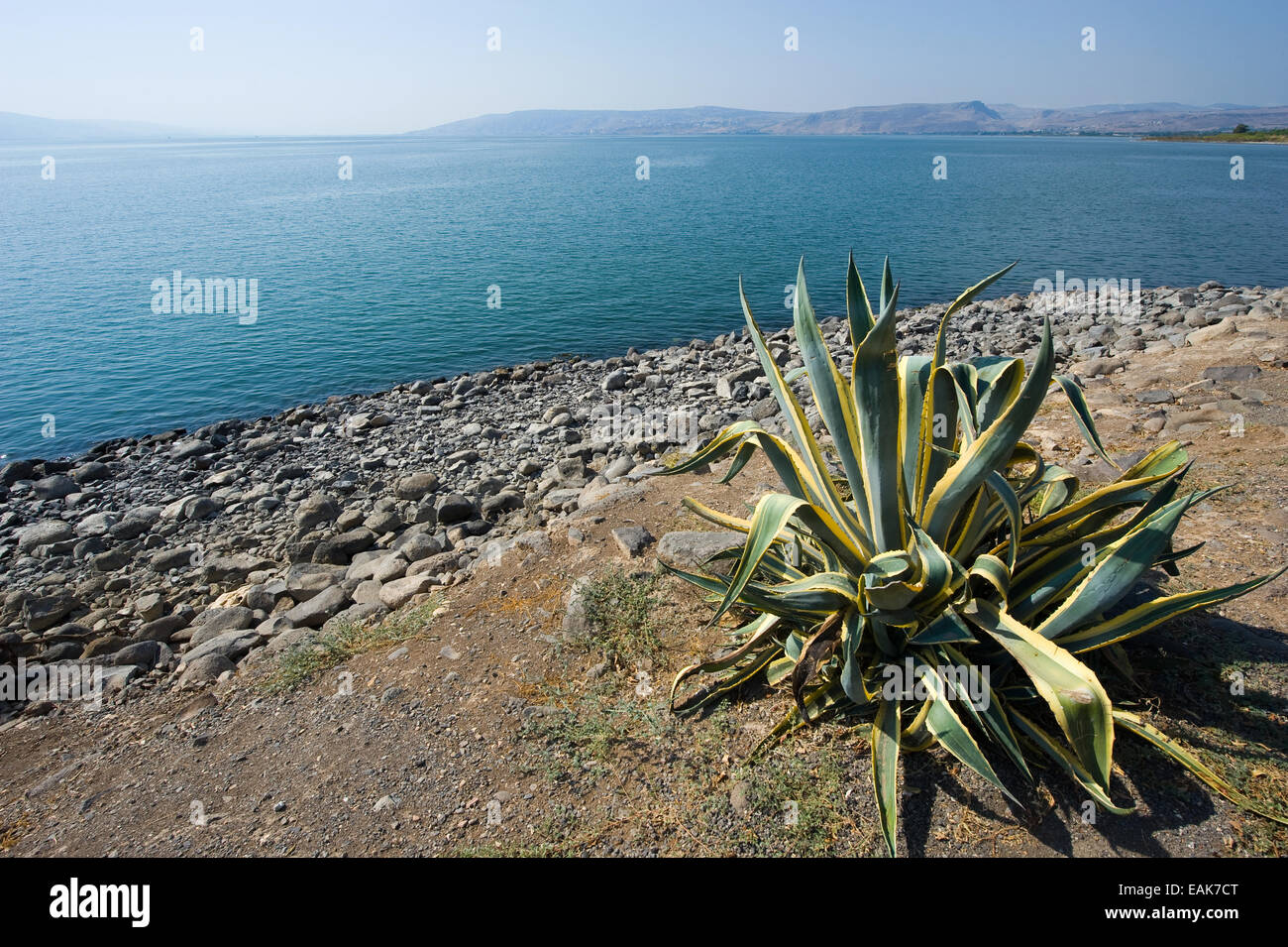 Cactus près de la plage de Capharnaüm sur la mer de Galilée Banque D'Images