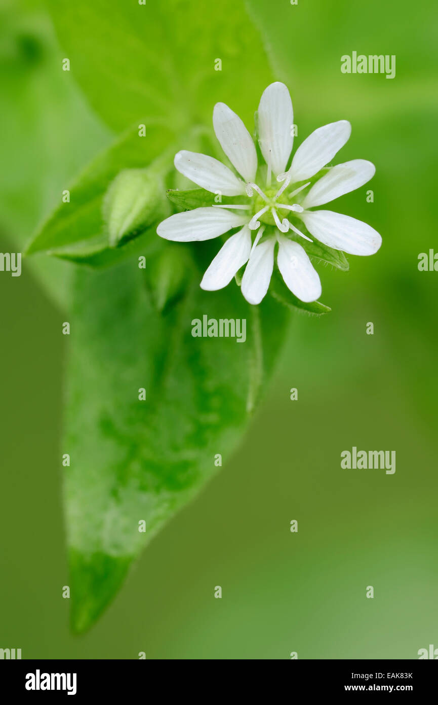 Le mouron des oiseaux (Stellaria aquatica géant, Myosoton aquaticum), fleur et feuille, Rhénanie du Nord-Westphalie, Allemagne Banque D'Images