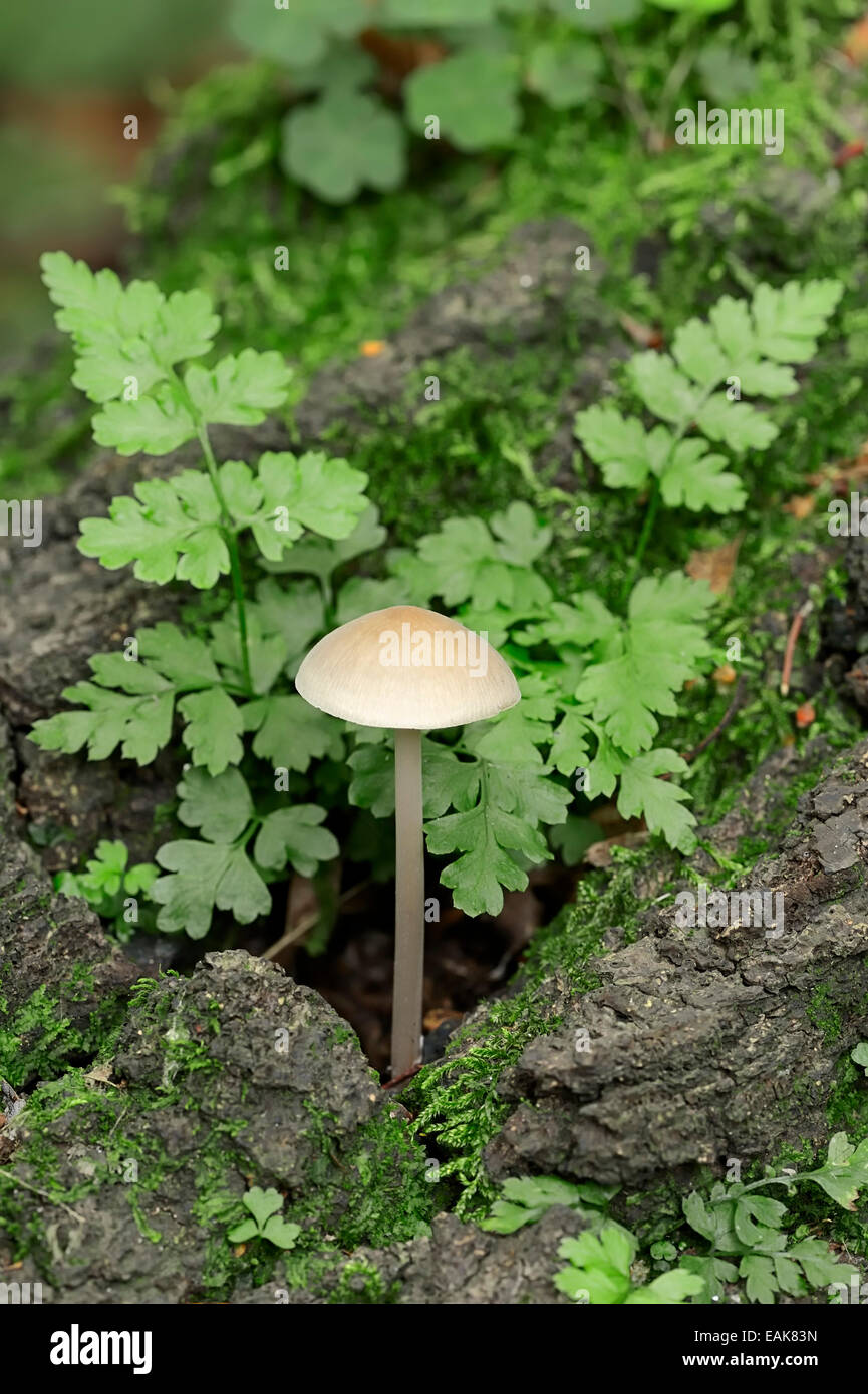 Bonnet commun ou Rosy-gill Casque Mycena galericulata (FÉE) et de la vessie fragile ou Fougère fougère Cystopteris fragilis (fragile) Banque D'Images