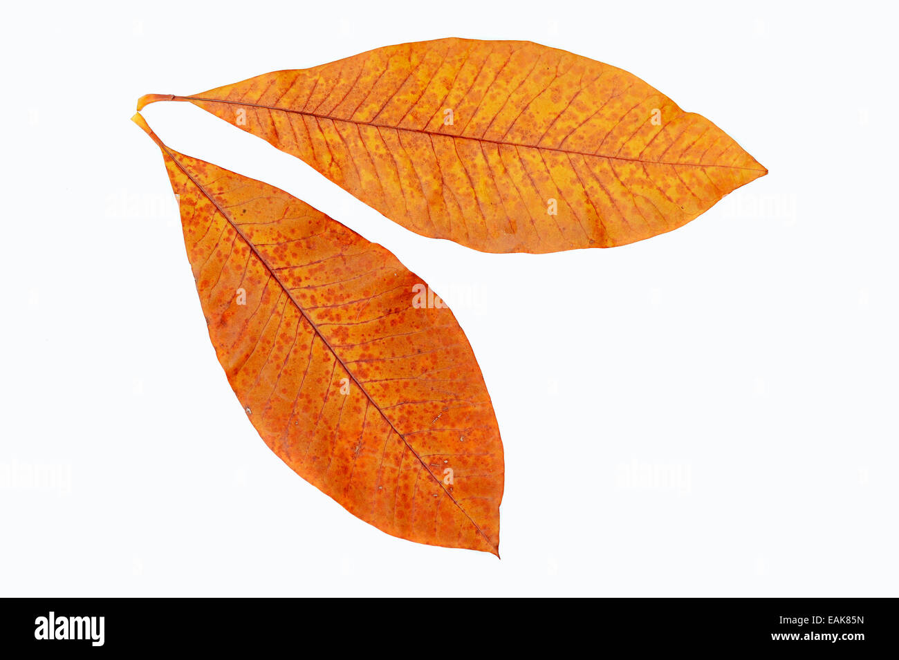 Schirmmagnolie (Magnolia tripetala), les feuilles d'automne, décoloré, en Amérique du Nord ; Banque D'Images