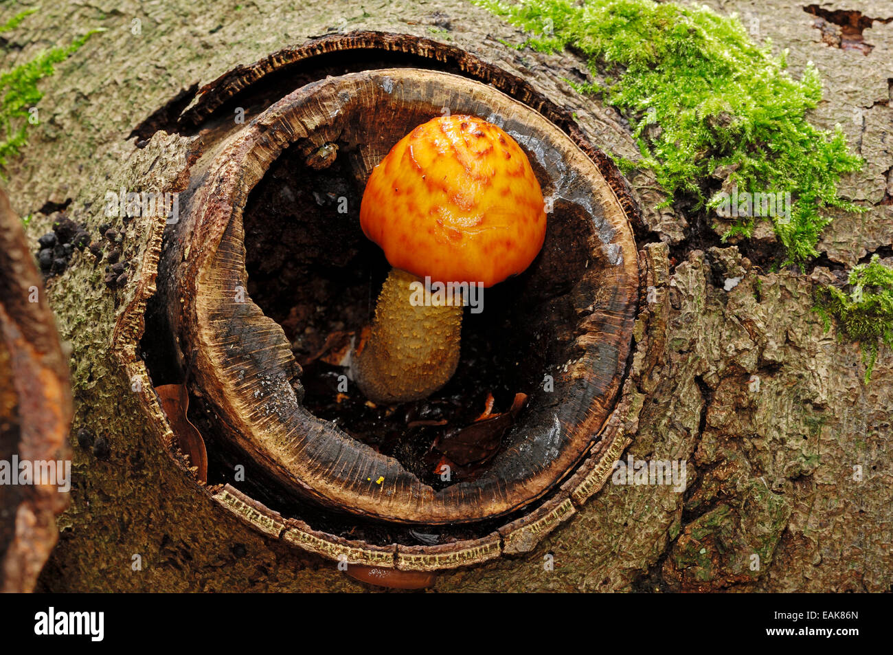 Brown pourriture tachetée (Pholiota adiposa), Gueldre, Pays-Bas Banque D'Images