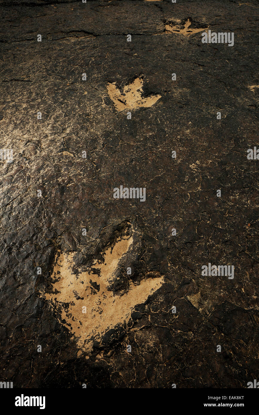 Il y a plusieurs millions d'années les dinosaures ont laissé leurs empreintes de pas fossilisées maintenant dans la boue d'un torrent, Managna, Région du Nord Banque D'Images